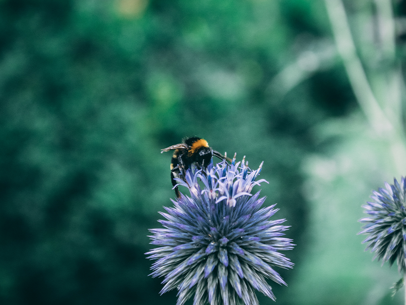 Managing your Innovation Initiatives and Putting your Ideas into Action